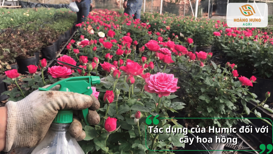 Humic giúp hoa hồng sinh trưởng khỏe, tăng sức đề kháng, ra nhiều nụ và hoa nở đẹp hơn.