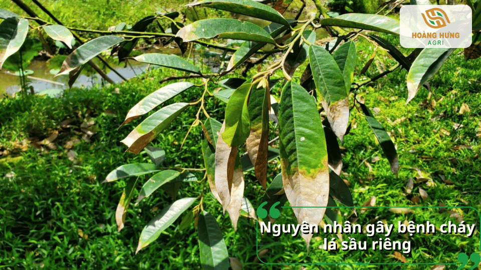 Nguyên nhân gây bệnh cháy lá sầu riêng do nấm bệnh, thiếu dinh dưỡng, thời tiết bất lợi hoặc chăm sóc chưa đúng.