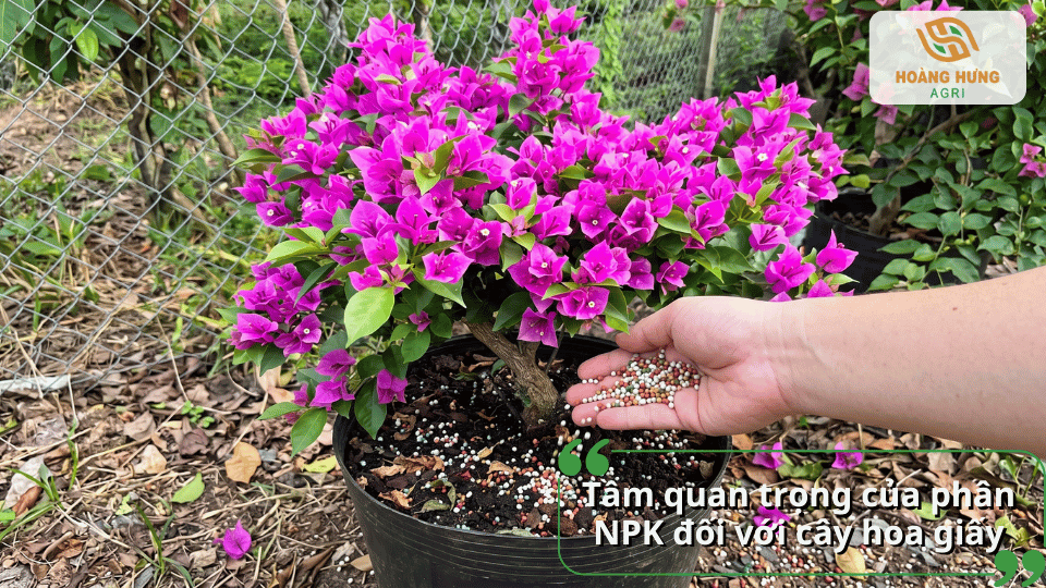 Phân NPK cung cấp dinh dưỡng cân đối giúp hoa giấy phát triển khỏe, nhiều nụ và hoa nở rực rỡ.