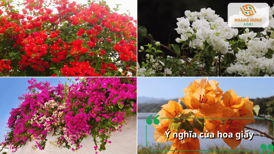 Ý nghĩa của hoa giấy với nhiều màu sắc khác nhau trong trang trí và phong thủy ngày Tết.
