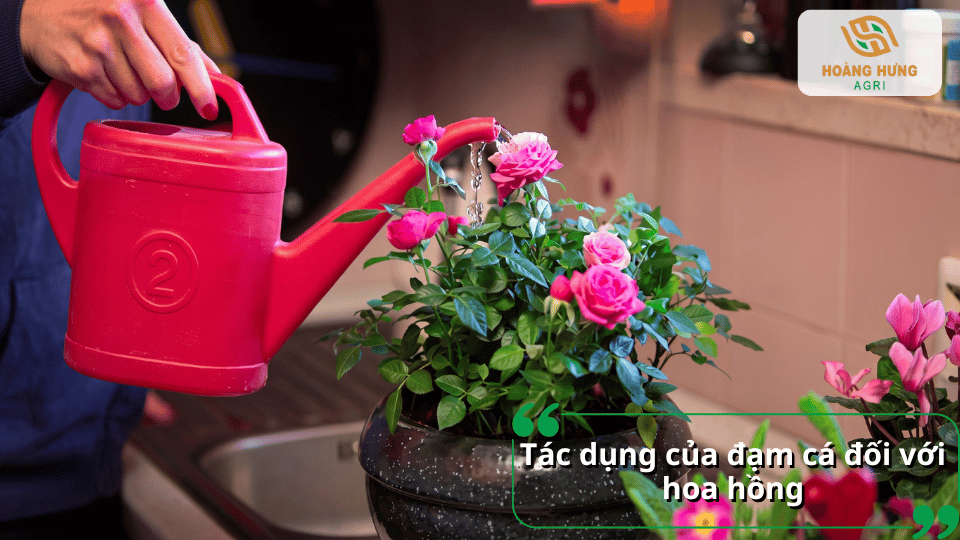 Tác dụng của đạm cá đối với hoa hồng giúp cây xanh lá, phát triển cành và nở hoa bền đẹp.