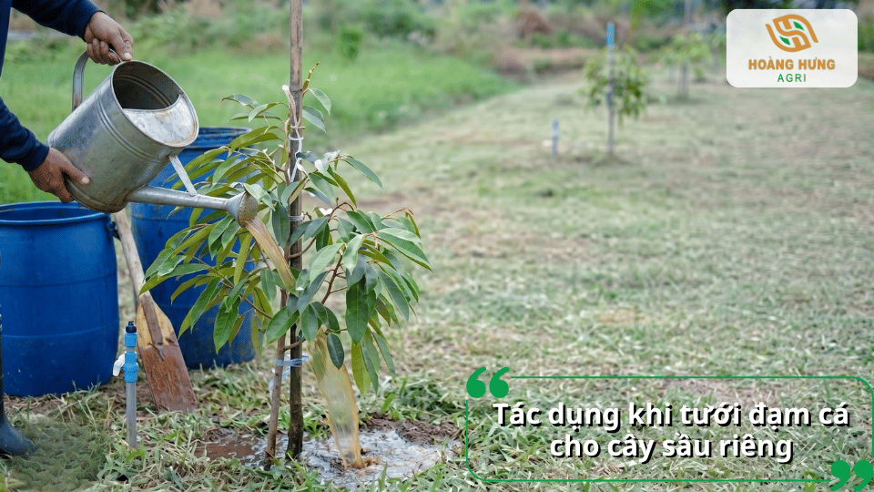 Tưới đạm cá cho cây sầu riêng giúp kích thích phát triển bộ rễ, tăng sinh trưởng, nâng cao sức đề kháng và cải thiện năng suất.