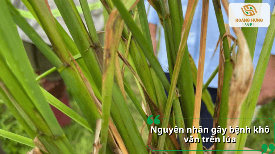Nấm Rhizoctonia solani là nguyên nhân chính gây bệnh khô vằn trên lúa.