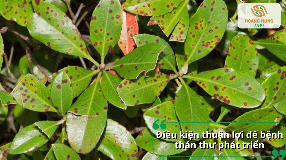 Điều kiện thời tiết nóng ẩm, mưa nhiều và vườn cây rậm rạp tạo môi trường thuận lợi cho nấm gây bệnh thán thư phát triển mạnh.