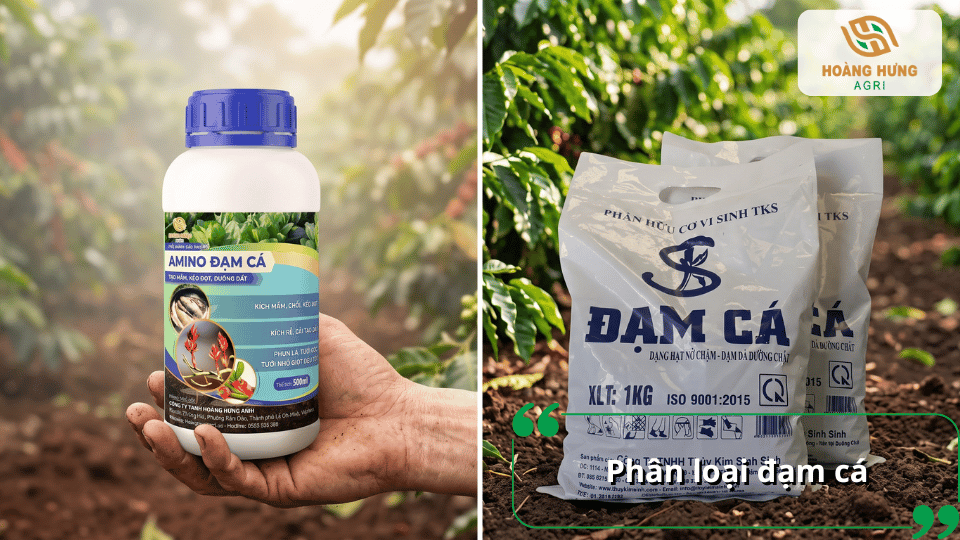 Các loại đạm cá phổ biến gồm đạm cá dạng lỏng và đạm cá dạng hạt, phù hợp bón cho cây cà phê ở nhiều giai đoạn sinh trưởng.
