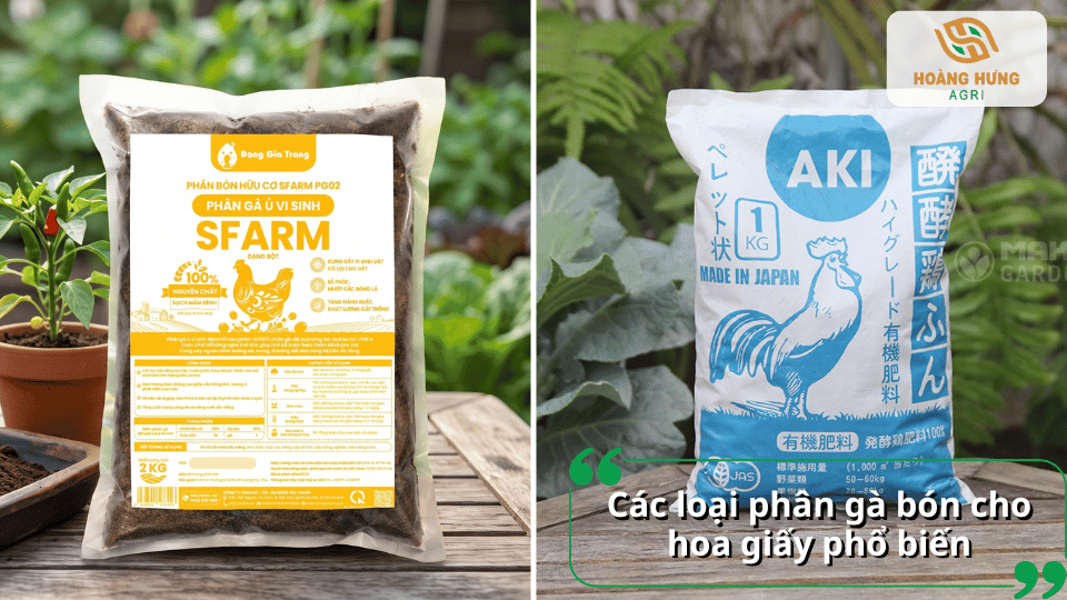 Các loại phân gà bón cho hoa giấy phổ biến và được sử dụng nhiều hiện nay.