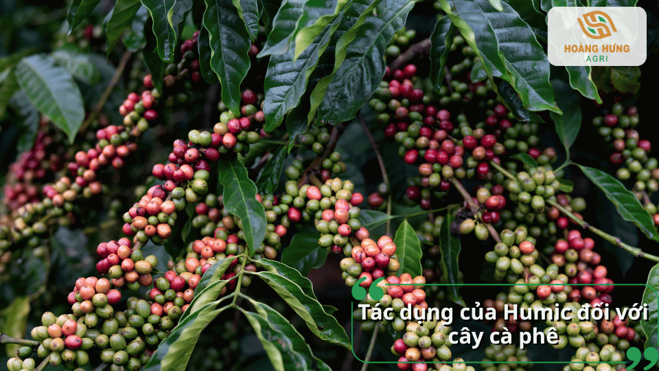 Tác dụng của Humic đối với cây cà phê giúp phát triển rễ và nuôi trái.