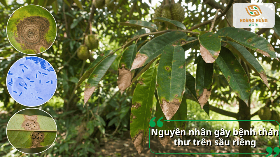 Nguyên nhân gây bệnh thán thư trên sầu riêng do nấm Colletotrichum và điều kiện ẩm độ cao.