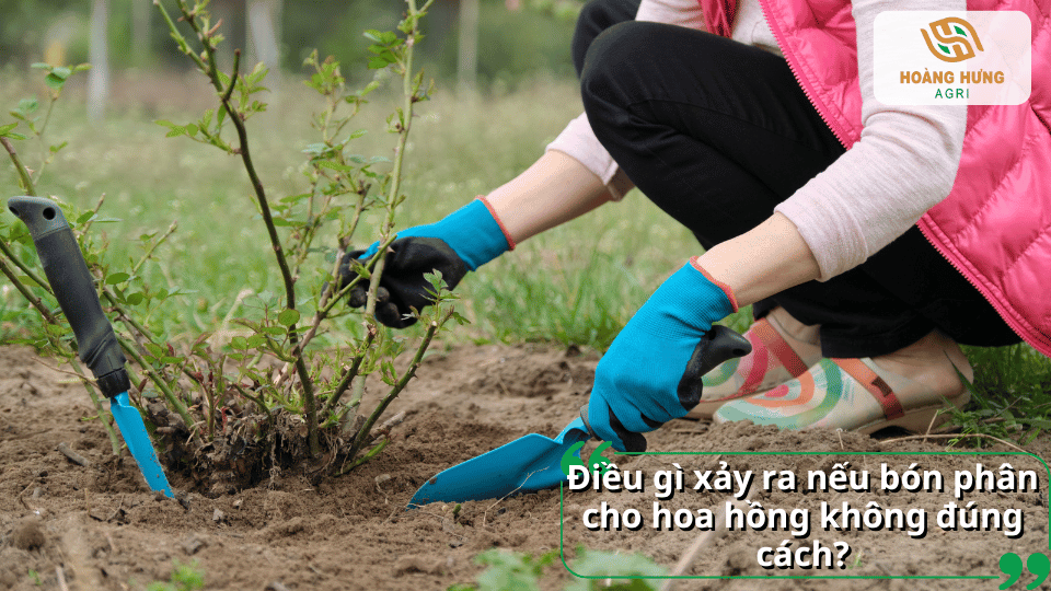 Hậu quả khi bón phân tan chậm cho hoa hồng không đúng cách