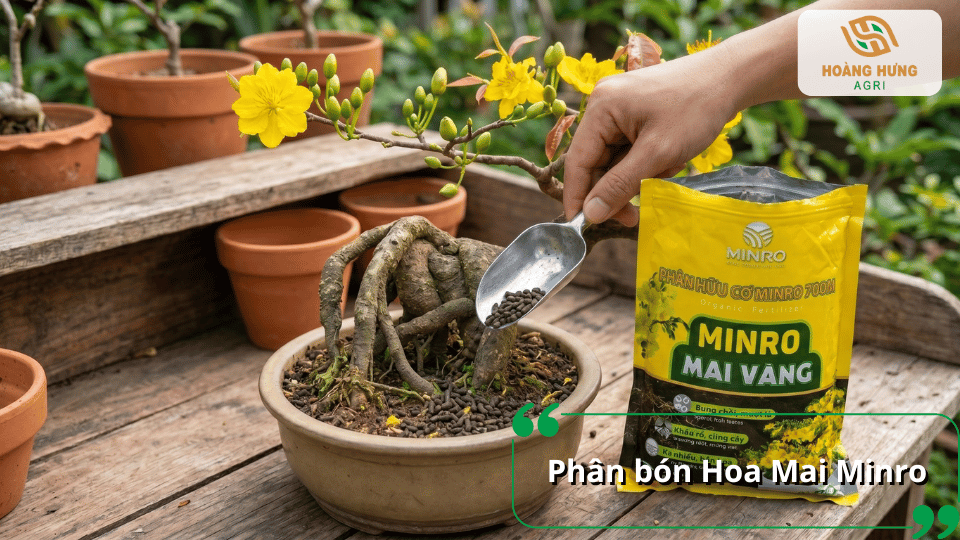 Phân bón Hoa Mai Minro cung cấp dinh dưỡng hữu cơ, giúp bộ rễ phát triển khỏe, tăng số lượng nụ và cho mai vàng nở hoa đẹp.