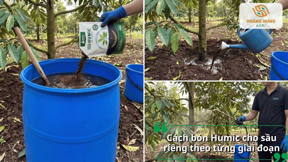 Hướng dẫn bón Humic cho sầu riêng theo từng giai đoạn sinh trưởng