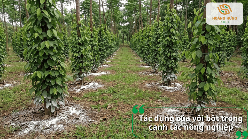 Tác dụng của vôi bột trong canh tác nông nghiệp và cải tạo đất trồng tiêu