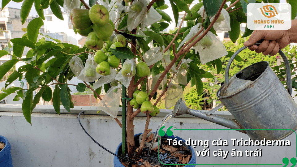 Tác dụng của Trichoderma đối với cây ăn trái và bộ rễ khỏe mạnh