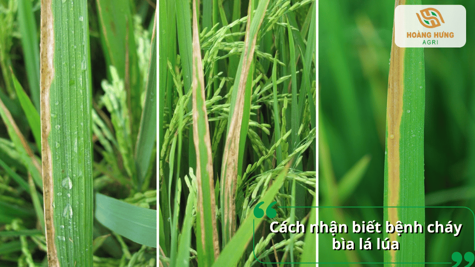 Dấu hiệu nhận biết bệnh cháy bìa lá lúa qua các vết cháy kéo dài dọc mép lá.