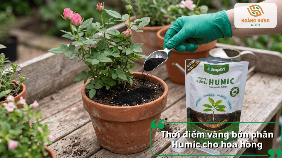 hời điểm bón Humic cho hoa hồng giúp cây phục hồi nhanh, phát triển rễ và thúc đẩy ra hoa