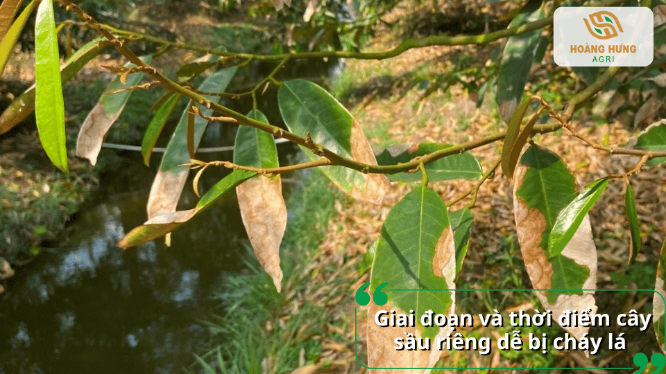 Giai đoạn cây sầu riêng dễ bị bệnh cháy lá khi ra đọt non, mùa nắng nóng hoặc mưa kéo dài.
