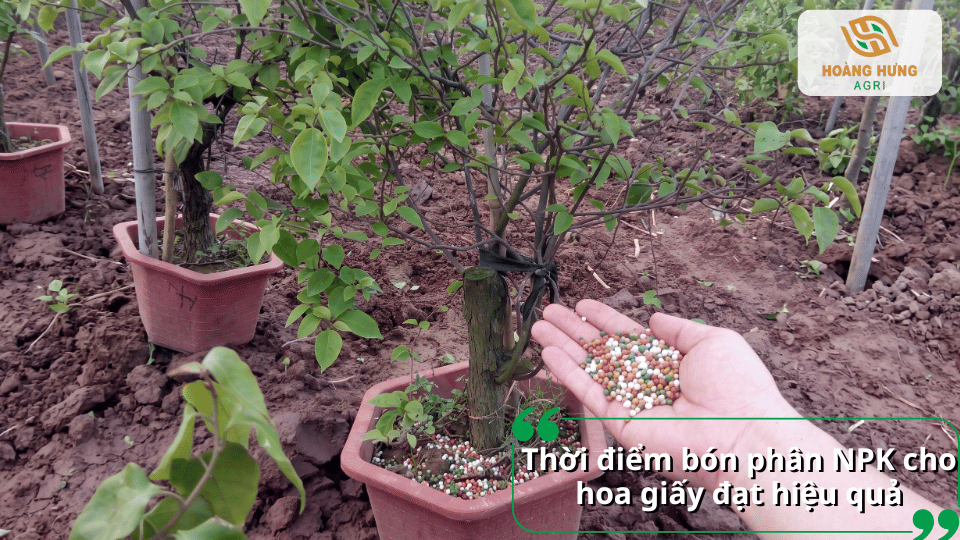 Thời điểm bón phân NPK cho hoa giấy giúp cây hấp thu dinh dưỡng tốt và kích thích ra hoa hiệu quả.