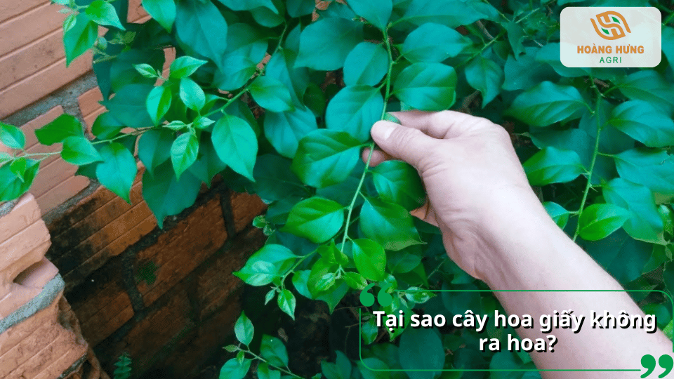 Tại sao cây hoa giấy không ra hoa? Nguyên nhân khiến cây chỉ phát triển lá mà ít nở hoa.