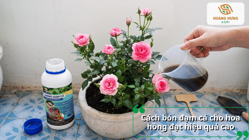 Cách pha và tưới đạm cá cho hoa hồng đúng liều lượng giúp cây hấp thu dinh dưỡng hiệu quả.