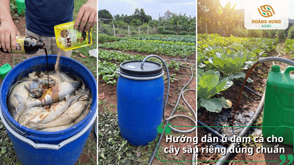 Quy trình ủ đạm cá cho cây sầu riêng đúng kỹ thuật bằng chế phẩm vi sinh giúp phân hủy nhanh