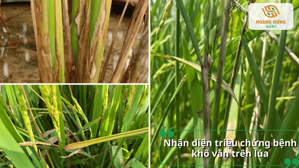 Triệu chứng bệnh khô vằn trên lúa với các vết bệnh nâu trên bẹ lá và thân cây.