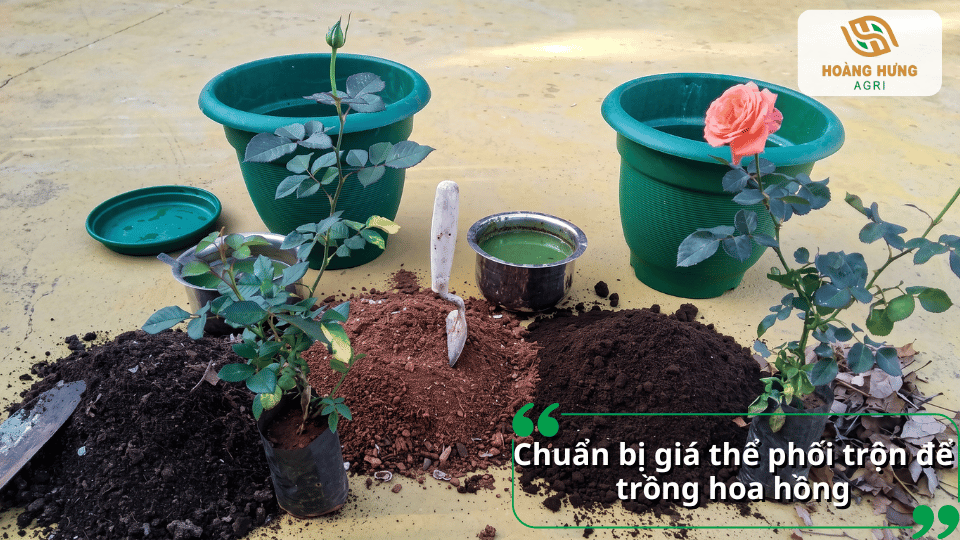Chuẩn bị giá thể phối trộn đất trồng hoa hồng đúng kỹ thuật để cây phát triển bền vững.