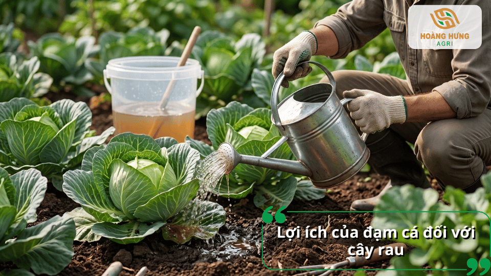 Lợi ích của đạm cá đối với cây rau là kích rễ, xanh lá, cải tạo đất và tăng sức đề kháng.