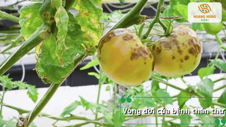 Vòng đời của bệnh thán thư trên cây trồng từ giai đoạn nấm xâm nhiễm, phát triển trên lá và quả đến phát tán bào tử sang cây khỏe.