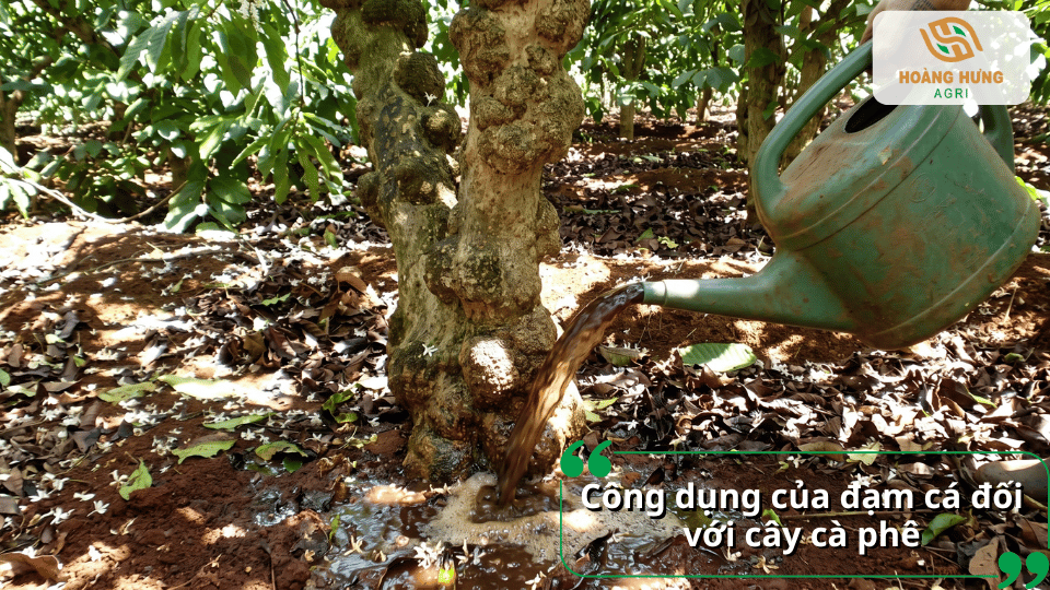 Đạm cá giúp cây cà phê kích thích ra rễ, phát triển cành lá, tăng đậu trái, chắc hạt và nâng cao năng suất bền vững.