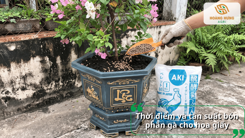 Thời điểm và tần suất bón phân gà cho hoa giấy đạt hiệu quả tốt nhất.