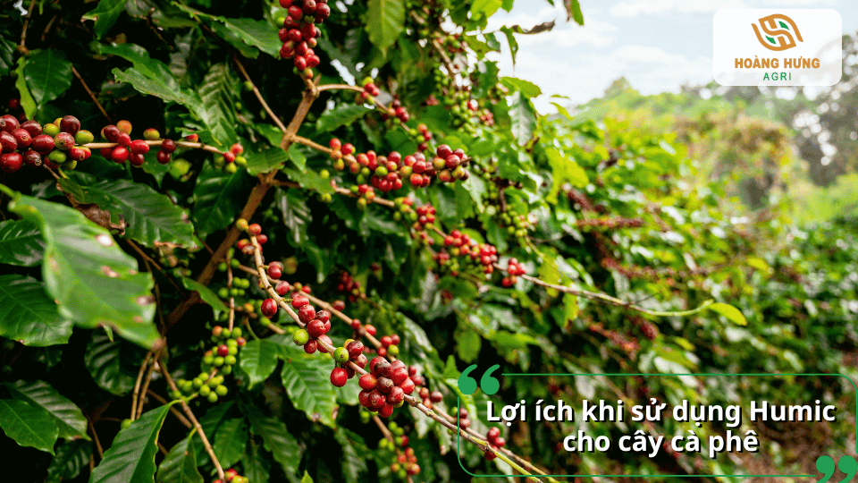 Lợi ích khi sử dụng Humic cho cây cà phê trong từng giai đoạn sinh trưởng.