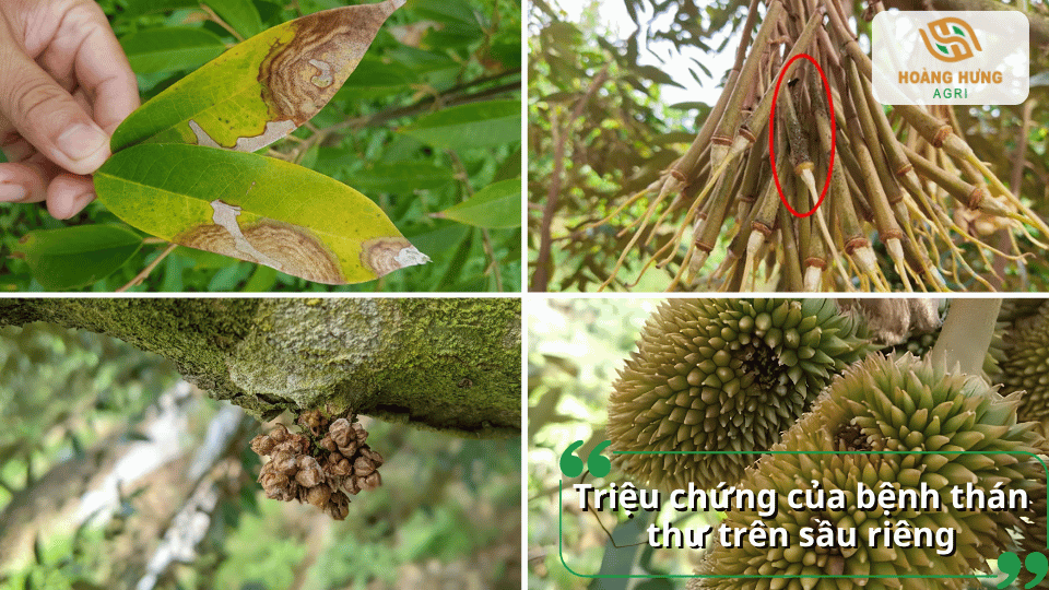 Triệu chứng bệnh thán thư trên sầu riêng xuất hiện trên lá, cành, hoa và trái non.