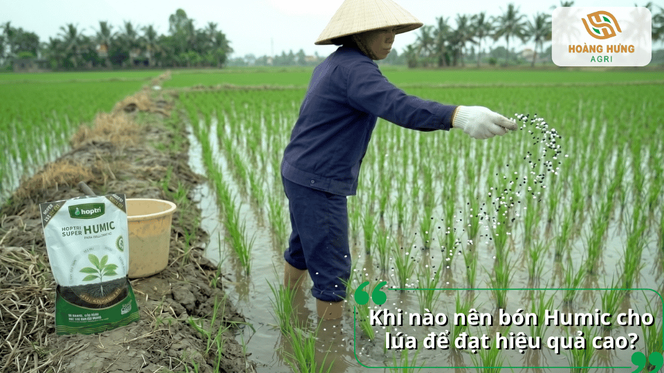Bón Humic cho lúa khi nào để đạt hiệu quả cao trong giai đoạn bén rễ, đẻ nhánh