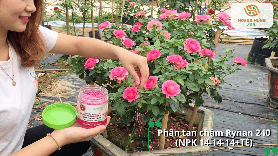 Phân tan chậm Rynan 240 NPK 14-14-14+TE dành cho hoa hồng