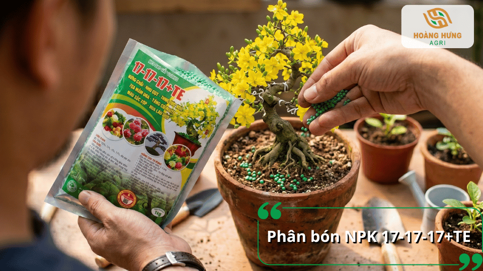 Phân bón NPK 17-17-17+TE bổ sung dinh dưỡng cân đối, giúp mai vàng phát triển ổn định, tăng sức sinh trưởng và nuôi nụ hiệu quả.