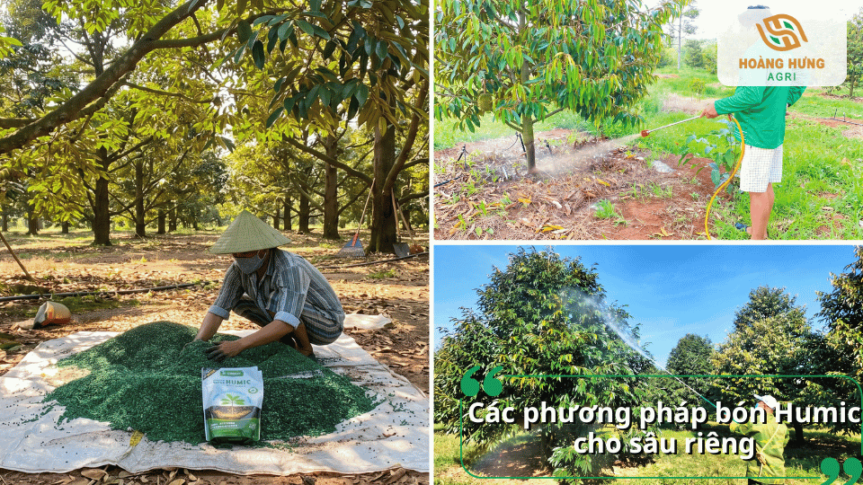 Các phương pháp bón Humic cho cây sầu riêng đạt hiệu quả cao