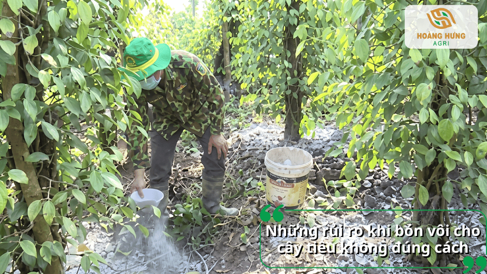 Những rủi ro khi bón vôi cho cây tiêu không đúng cách
