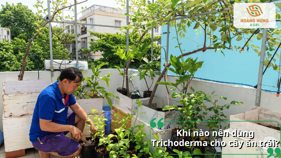 Thời điểm nên sử dụng Trichoderma cho cây ăn trái đạt hiệu quả
