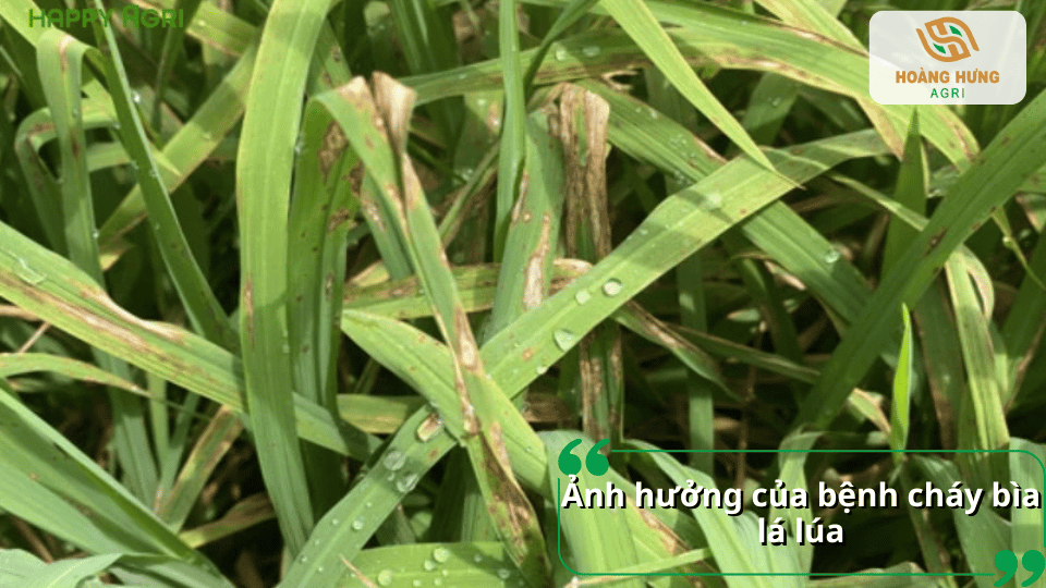 Bệnh cháy bìa lá lúa gây khô lá, giảm quang hợp và ảnh hưởng đến năng suất lúa.
