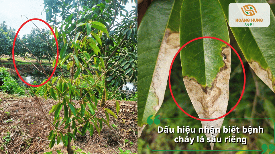 Dấu hiệu nhận biết bệnh cháy lá sầu riêng với mép lá cháy khô, vết bệnh lan rộng và lá chuyển màu nâu.