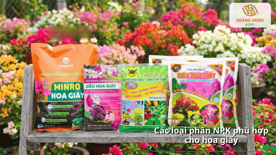 Các loại phân NPK phù hợp cho hoa giấy giúp cây phát triển khỏe, hoa nở đồng loạt và bền màu.
