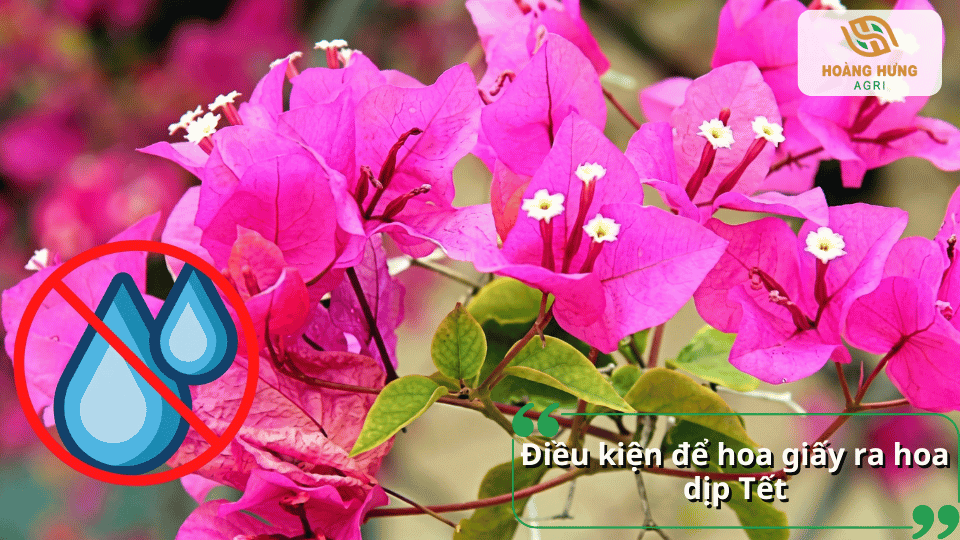 Điều kiện để hoa giấy ra hoa dịp Tết như cắt nước, đủ nắng và chăm sóc đúng kỹ thuật.