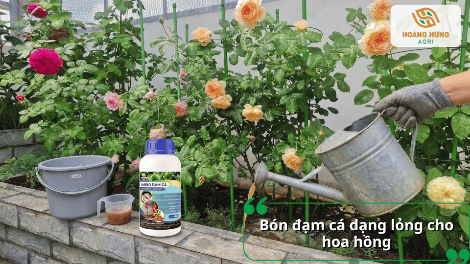 Hướng dẫn tưới đạm cá dạng lỏng cho hoa hồng giúp kích thích sinh trưởng và ra hoa đều.