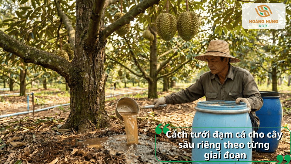 Hướng dẫn tưới đạm cá cho cây sầu riêng theo từng giai đoạn sinh trưởng nhằm tối ưu khả năng hấp thu dinh dưỡng và phát triển cây.