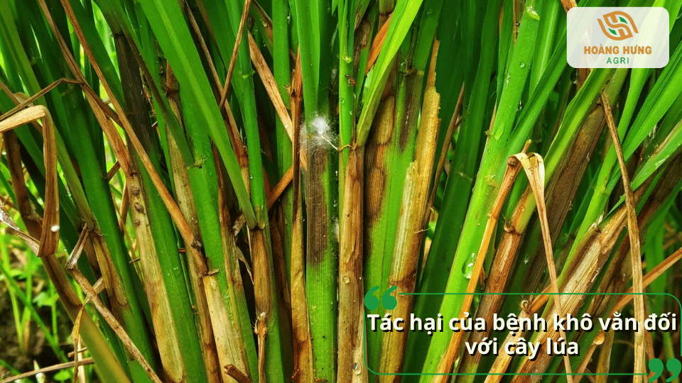 Bệnh khô vằn trên lúa gây khô bẹ lá, giảm năng suất và chất lượng hạt lúa.
