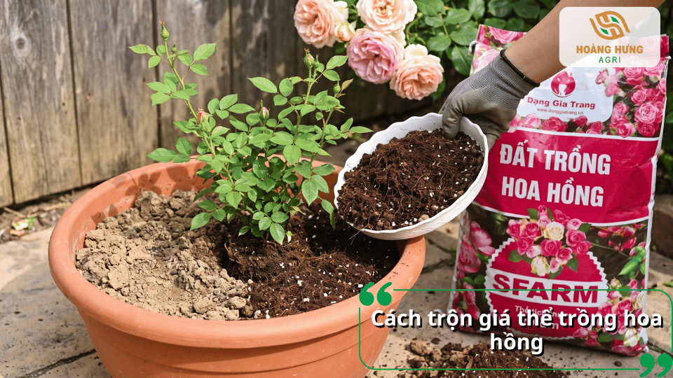 Cách trộn đất trồng hoa hồng tơi xốp, thoát nước tốt và giàu dinh dưỡng cho cây.