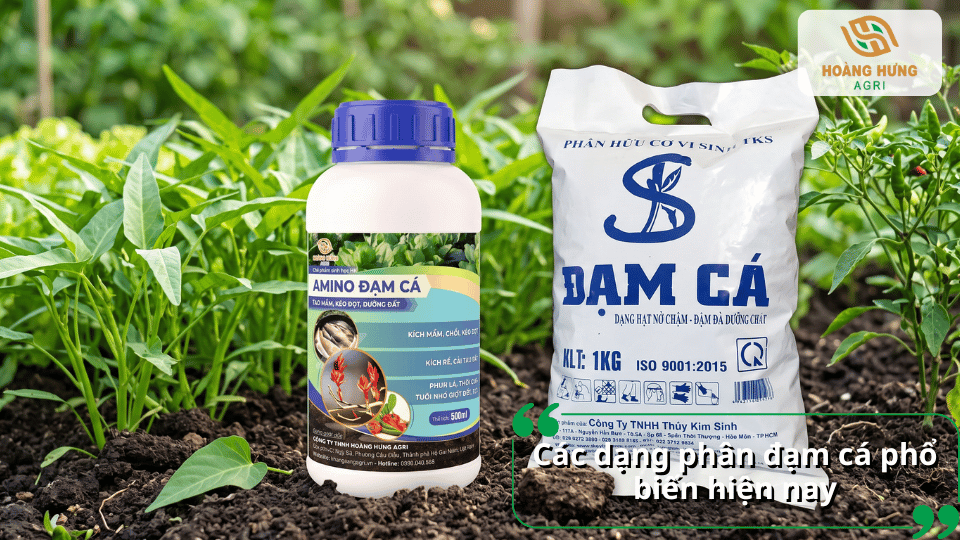 Các dạng phân đạm cá phổ biến gồm đạm cá dạng lỏng, dạng viên và đạm cá tự ủ tại nhà.