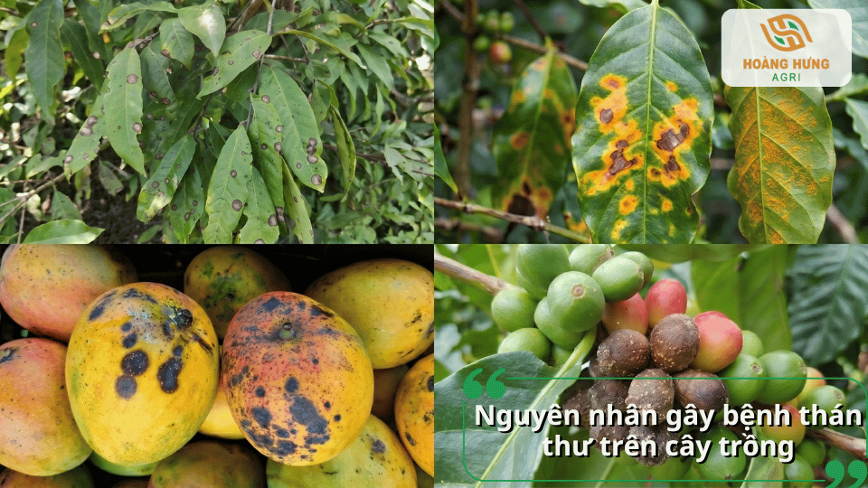 Nguyên nhân gây bệnh thán thư trên cây trồng chủ yếu do nấm Colletotrichum kết hợp với độ ẩm cao, mưa nhiều và chăm sóc chưa đúng kỹ thuật.