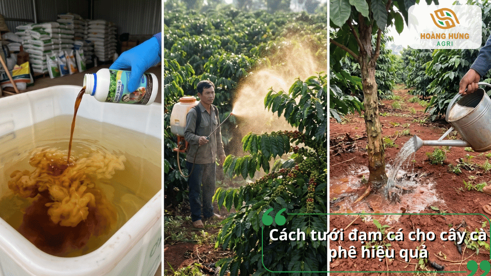 Hướng dẫn pha và tưới đạm cá cho cây cà phê đúng tỷ lệ bằng phương pháp tưới gốc hoặc phun lá để cây hấp thu dinh dưỡng tốt nhất.