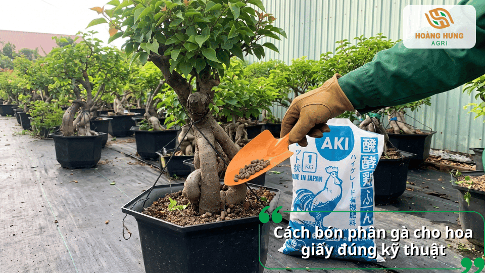 Cách bón phân gà cho hoa giấy đúng kỹ thuật giúp cây sinh trưởng khỏe mạnh.